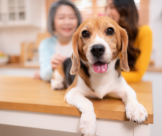 Bodytalk AnimalTalk Distance Sessions